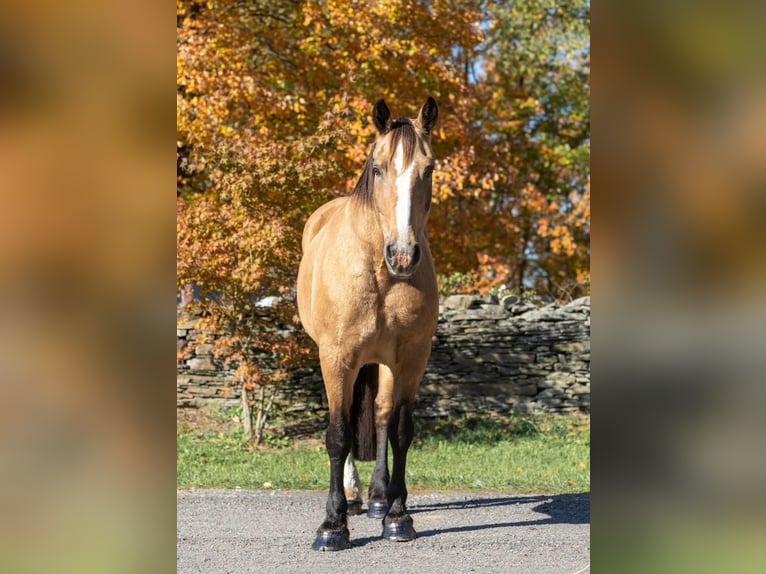 American Quarter Horse Castrone 16 Anni 165 cm Pelle di daino in Everette PA