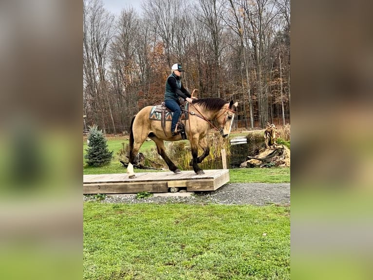 American Quarter Horse Castrone 16 Anni 165 cm Pelle di daino in Everette PA