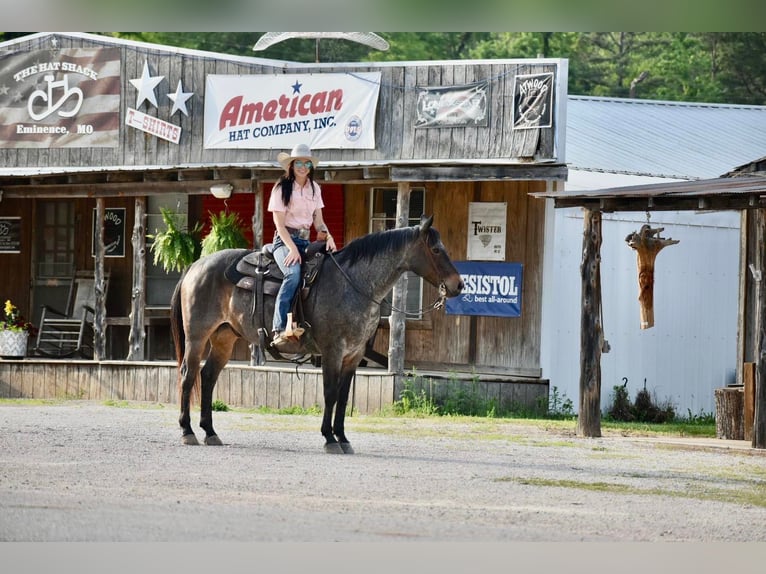 American Quarter Horse Castrone 16 Anni Baio roano in Sweet Springs MO