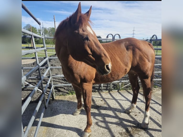 American Quarter Horse Castrone 16 Anni in Scheuren