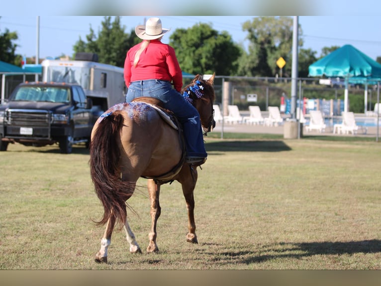 American Quarter Horse Castrone 16 Anni Falbo in Stephenville TX