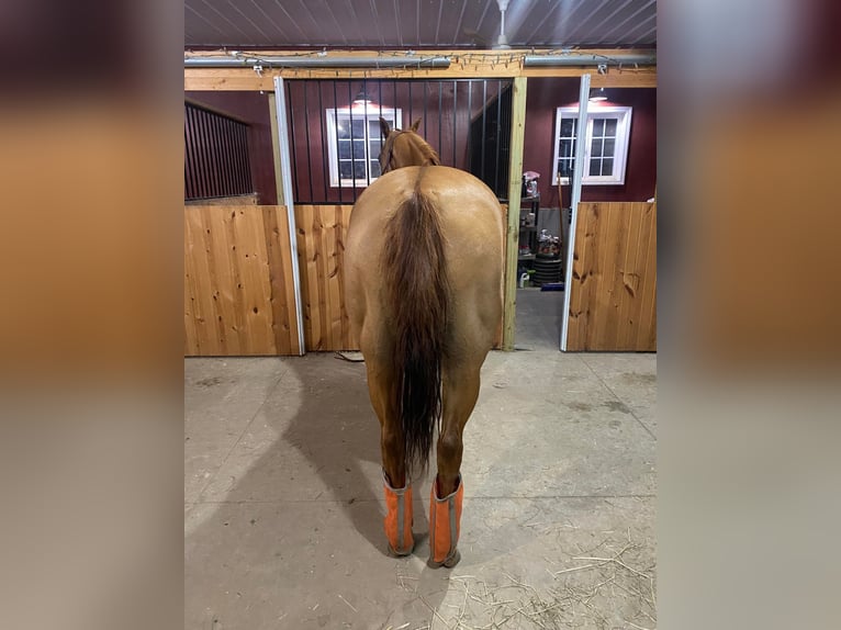 American Quarter Horse Castrone 16 Anni Falbo in TOMAH, WI