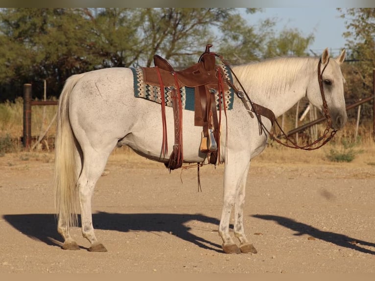 American Quarter Horse Castrone 16 Anni Grigio in Eastland, TX