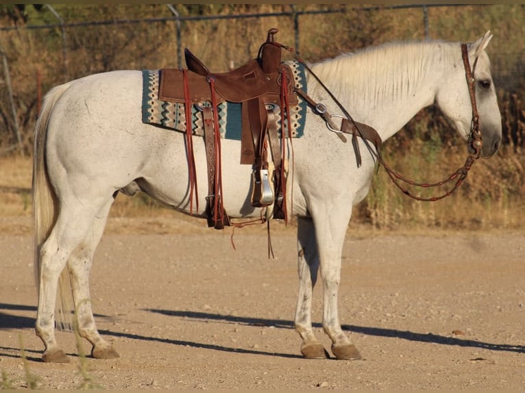 American Quarter Horse Castrone 16 Anni Grigio in Eastland, TX