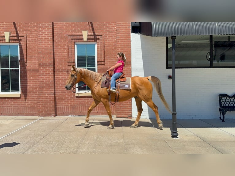 American Quarter Horse Castrone 16 Anni Palomino in Forney