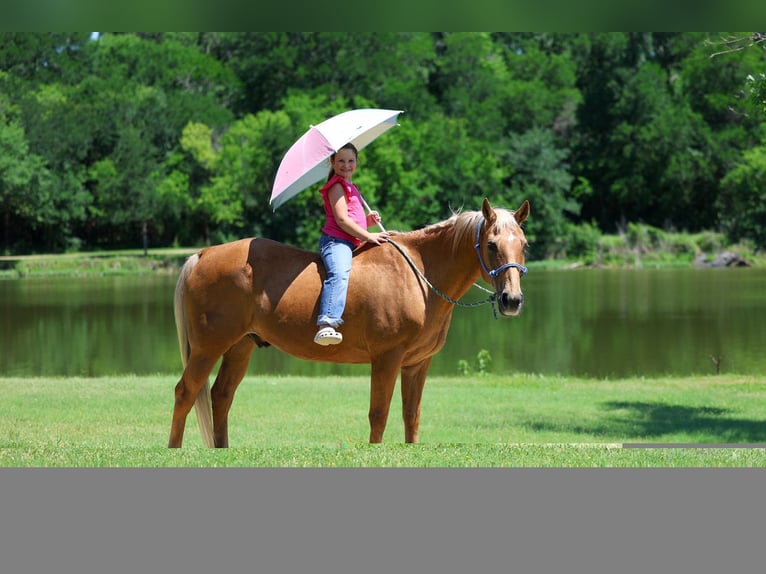 American Quarter Horse Castrone 16 Anni Palomino in Forney
