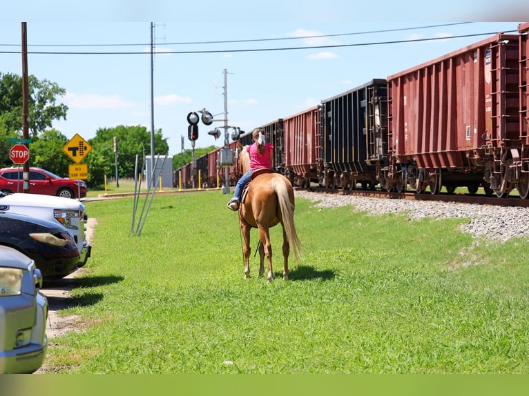 American Quarter Horse Castrone 16 Anni Palomino in Forney