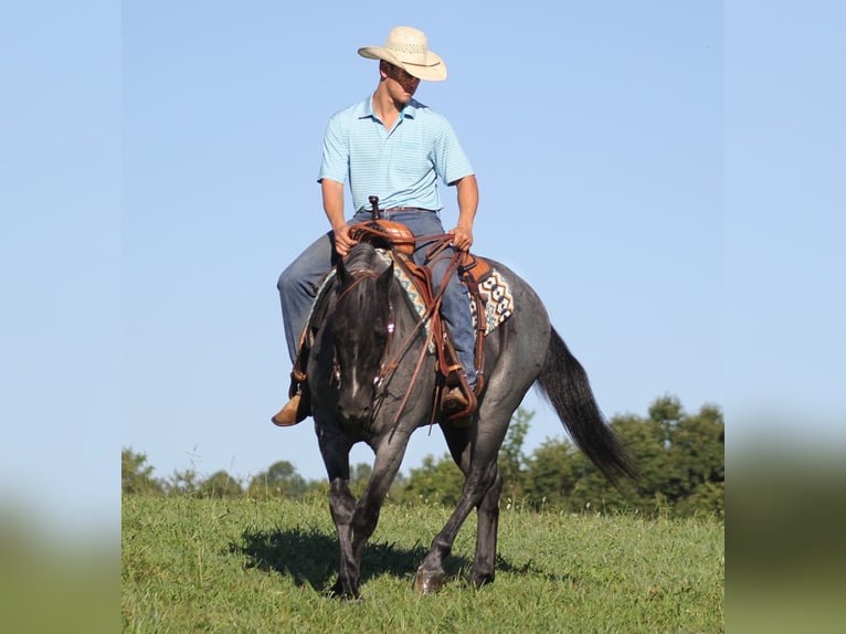 American Quarter Horse Castrone 16 Anni Roano blu in Mount vernon Ky