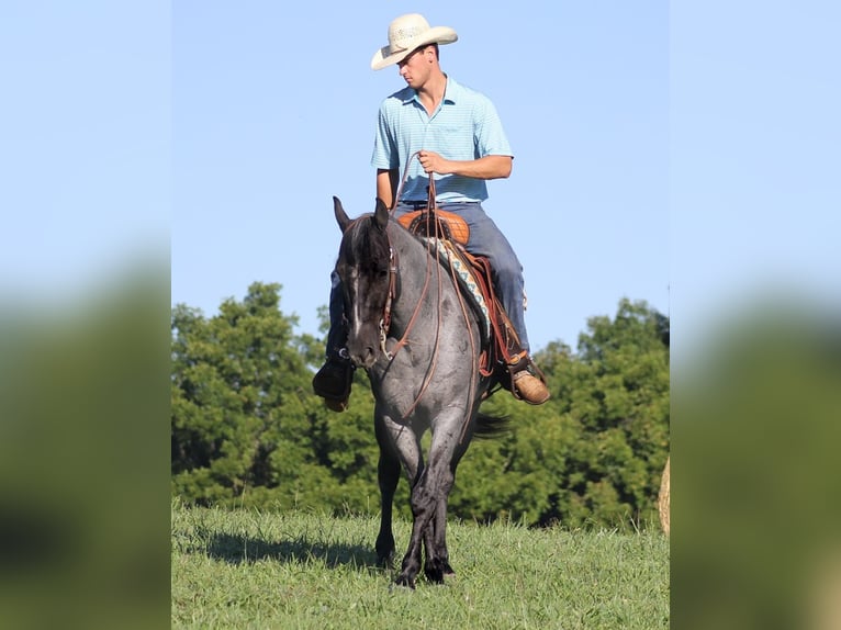 American Quarter Horse Castrone 16 Anni Roano blu in Mount vernon Ky