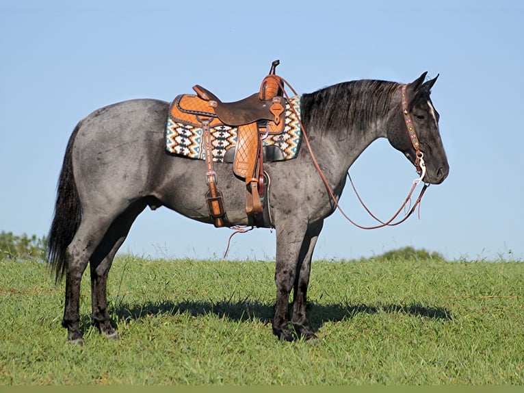 American Quarter Horse Castrone 16 Anni Roano blu in Mount vernon Ky