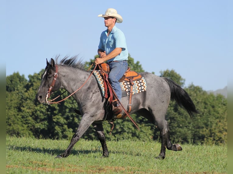 American Quarter Horse Castrone 16 Anni Roano blu in Mount vernon Ky