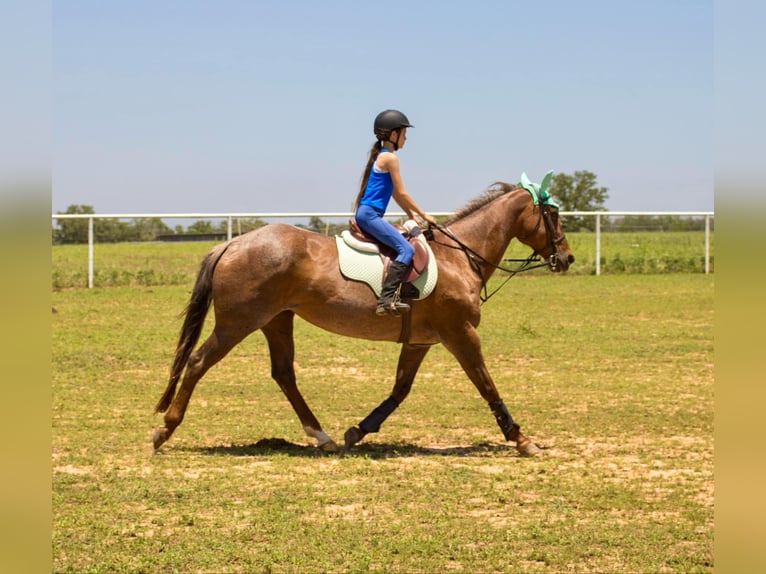 American Quarter Horse Castrone 16 Anni Roano rosso in Stephenville TX