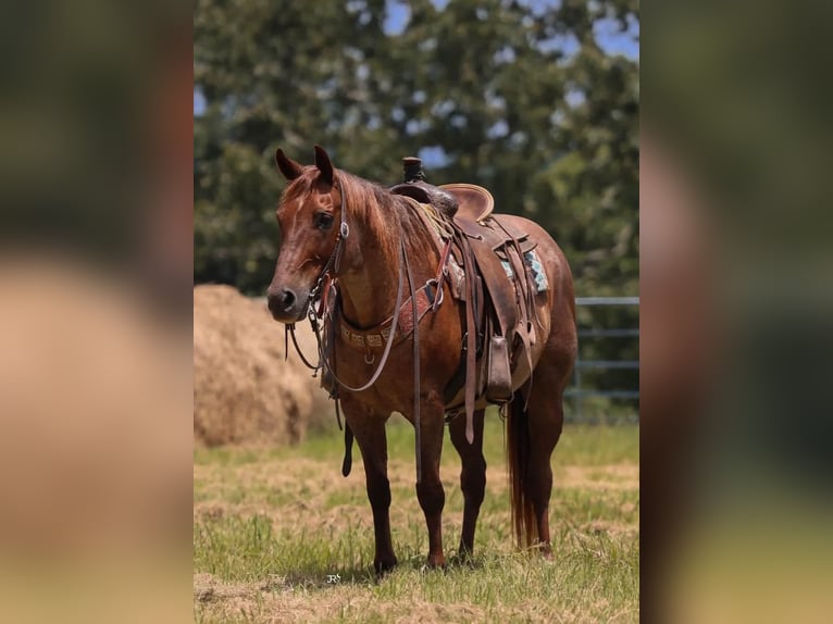 American Quarter Horse Castrone 16 Anni Roano rosso in Quitman