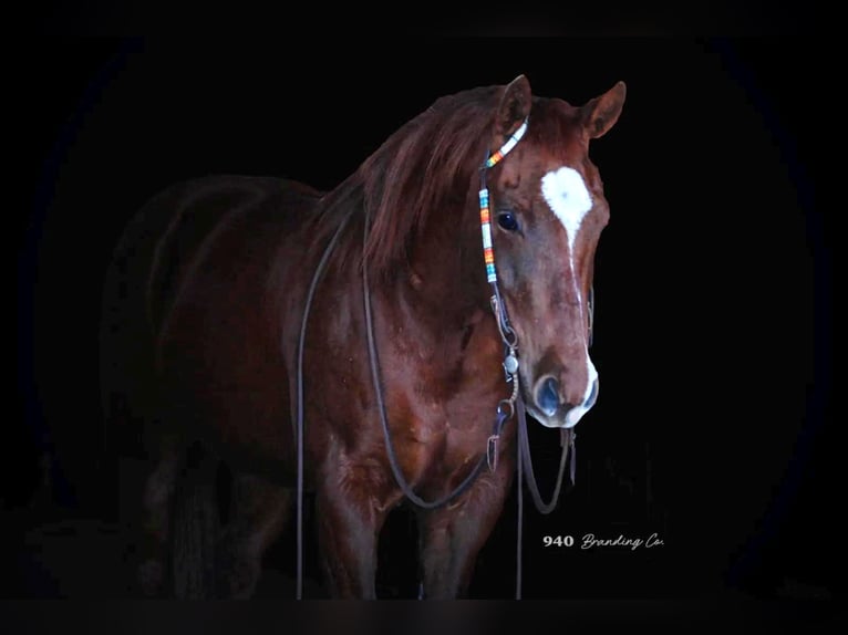 American Quarter Horse Castrone 16 Anni Sauro ciliegia in Weatherford, TX