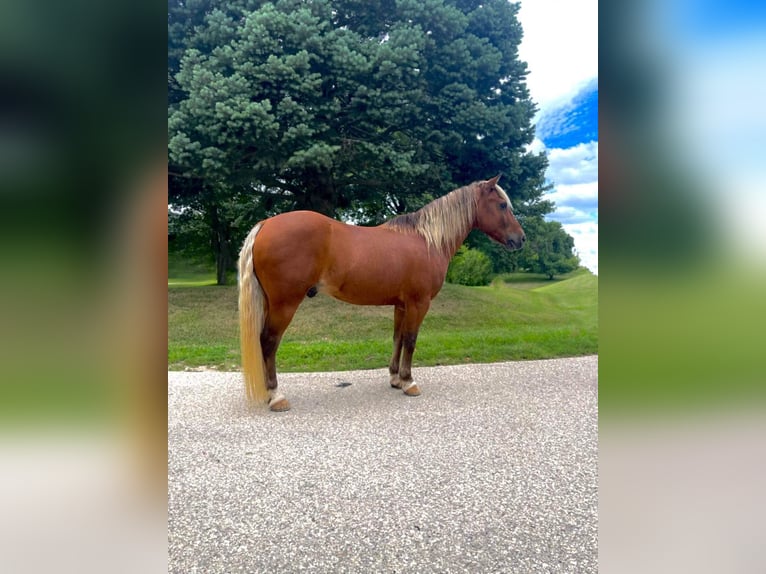 American Quarter Horse Castrone 16 Anni Sauro scuro in CEDAR RAPIDS, IA