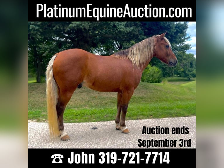 American Quarter Horse Castrone 16 Anni Sauro scuro in CEDAR RAPIDS, IA