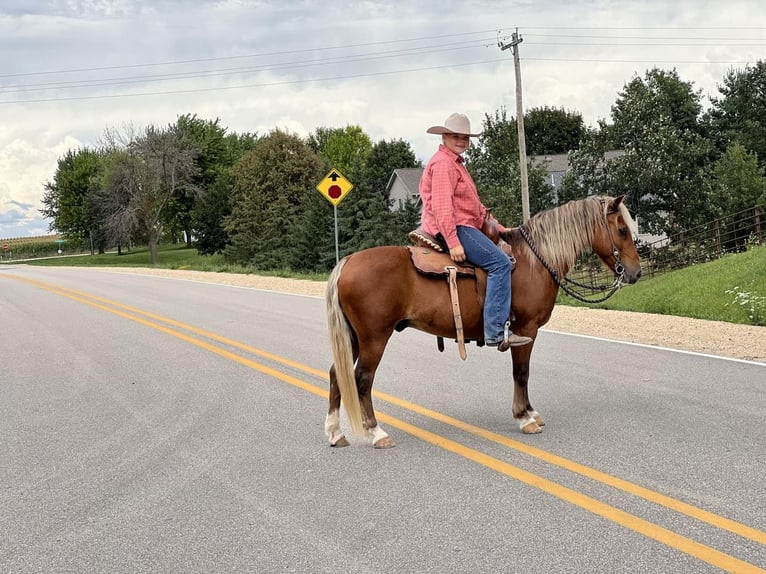 American Quarter Horse Castrone 16 Anni Sauro scuro in CEDAR RAPIDS, IA