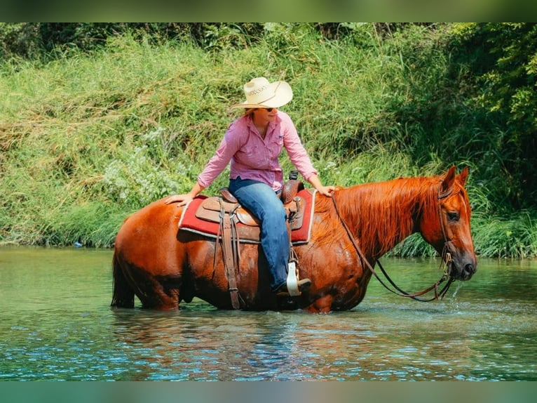 American Quarter Horse Castrone 16 Anni Sauro scuro in stephenville TX