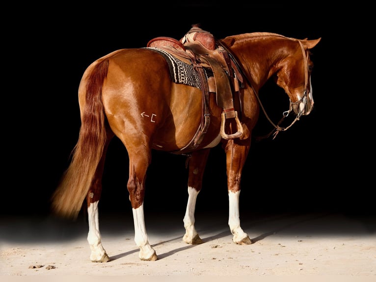 American Quarter Horse Castrone 16 Anni Sauro scuro in Amarillo TX