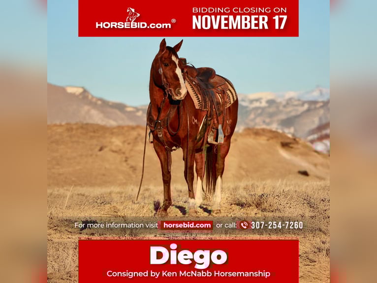 American Quarter Horse Castrone 16 Anni Sauro scuro in Lovell