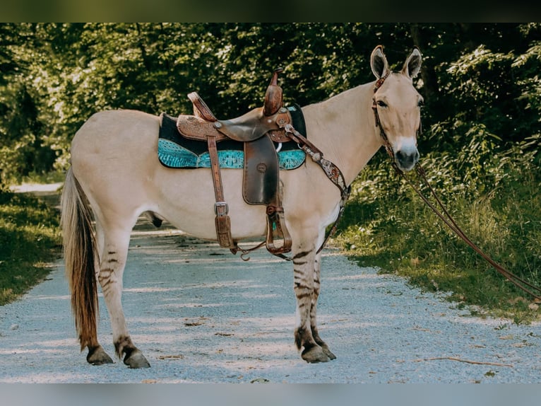 American Quarter Horse Castrone 17 Anni 132 cm Palomino in Flemingsburg kY