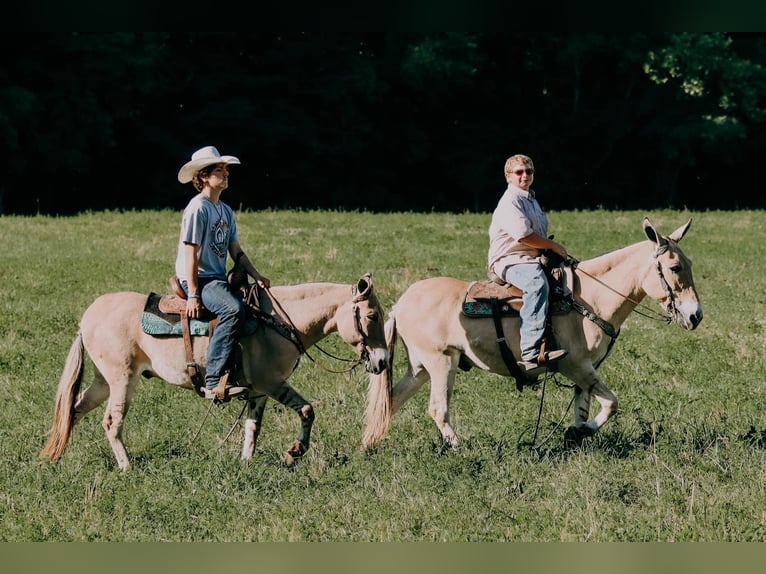 American Quarter Horse Castrone 17 Anni 132 cm Palomino in Flemingsburg kY