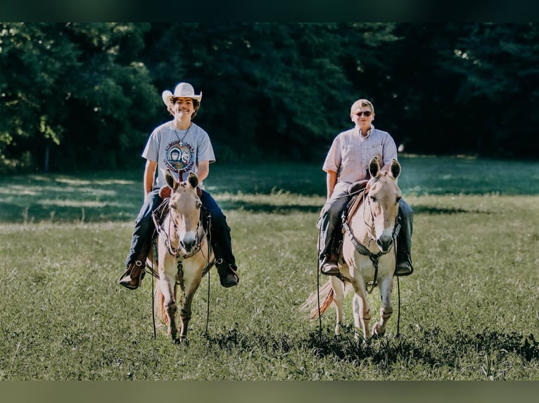 American Quarter Horse Castrone 17 Anni 132 cm Palomino in Flemingsburg kY