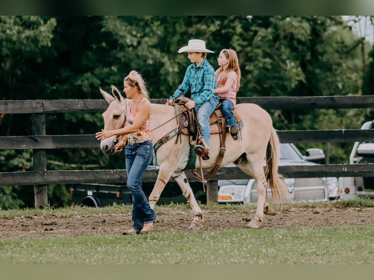 American Quarter Horse Castrone 17 Anni 132 cm Palomino in Flemingsburg kY