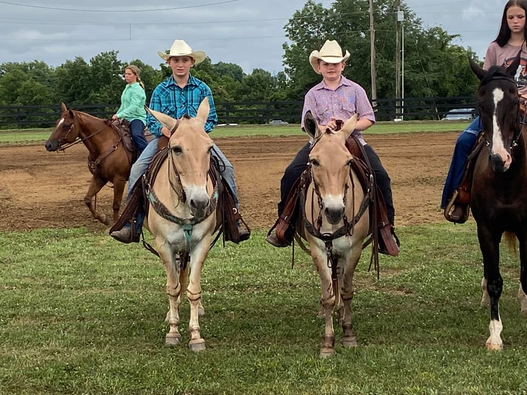 American Quarter Horse Castrone 17 Anni 132 cm Palomino in Flemingsburg kY