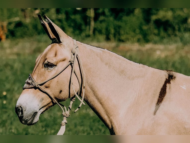 American Quarter Horse Castrone 17 Anni 132 cm Palomino in Flemingsburg kY