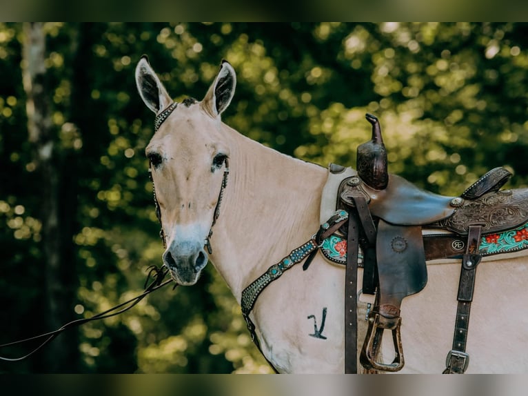 American Quarter Horse Castrone 17 Anni 132 cm Palomino in Flemingsburg kY