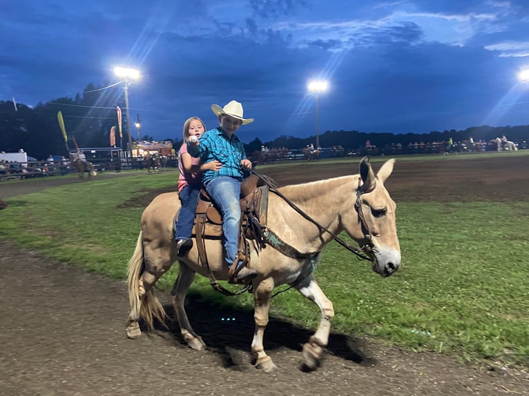 American Quarter Horse Castrone 17 Anni 132 cm Palomino in Flemingsburg kY