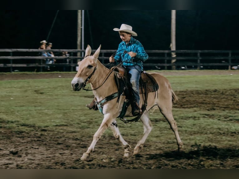 American Quarter Horse Castrone 17 Anni 132 cm Palomino in Flemingsburg kY