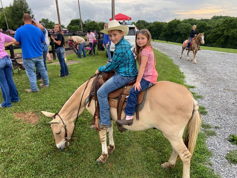 American Quarter Horse Castrone 17 Anni 132 cm Palomino in Flemingsburg kY