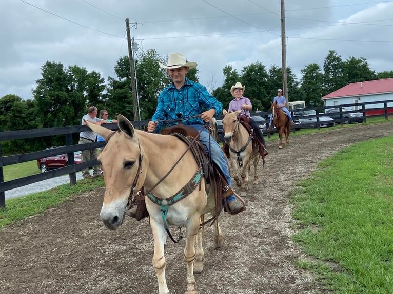 American Quarter Horse Castrone 17 Anni 132 cm Palomino in Flemingsburg kY