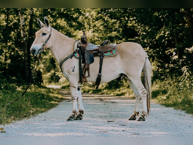 American Quarter Horse Castrone 17 Anni 132 cm Palomino in Flemingsburg kY