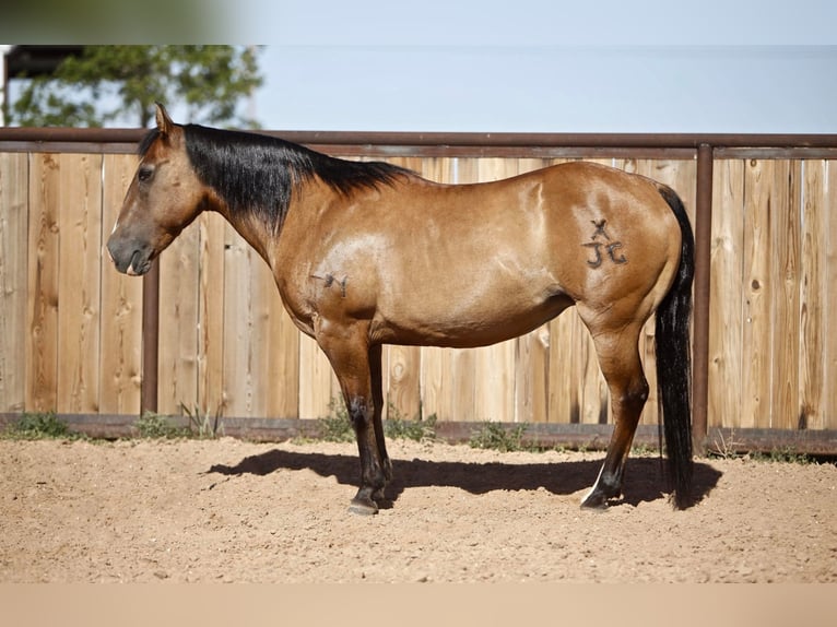 American Quarter Horse Castrone 17 Anni 137 cm Pelle di daino in Amarillo Tx