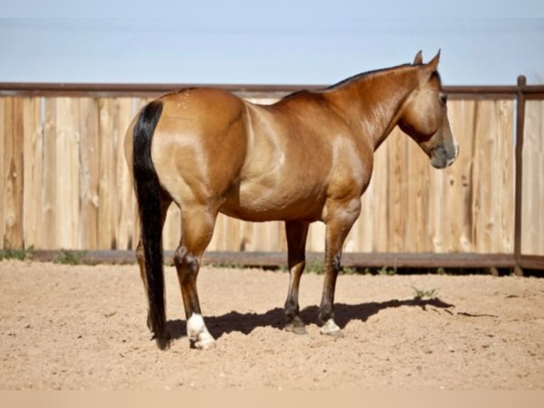 American Quarter Horse Castrone 17 Anni 137 cm Pelle di daino in Amarillo Tx