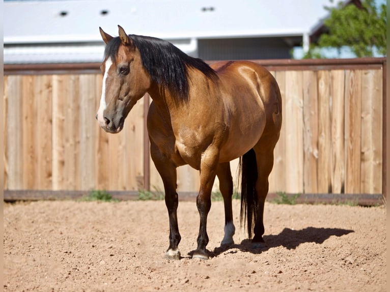 American Quarter Horse Castrone 17 Anni 137 cm Pelle di daino in Amarillo Tx