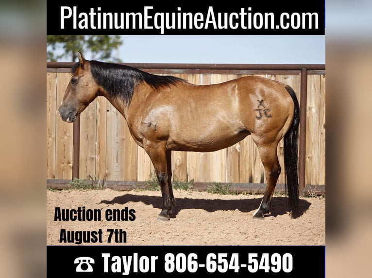 American Quarter Horse Castrone 17 Anni 137 cm Pelle di daino in Amarillo Tx