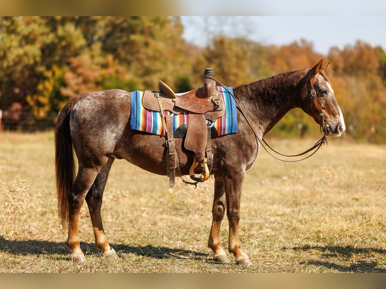American Quarter Horse Castrone 17 Anni 145 cm Roano rosso in Quitman AR