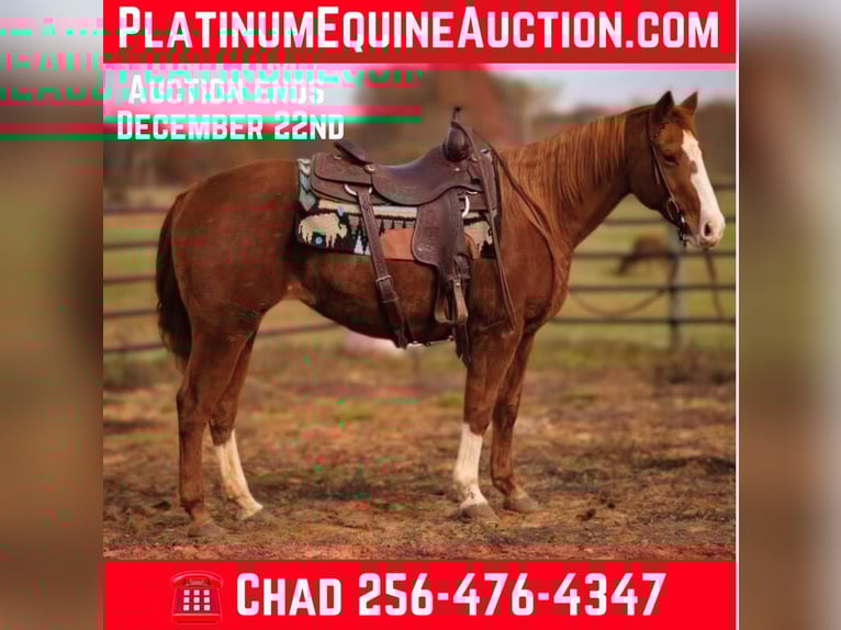 American Quarter Horse Castrone 17 Anni 147 cm Sauro scuro in Mt HOpe AL