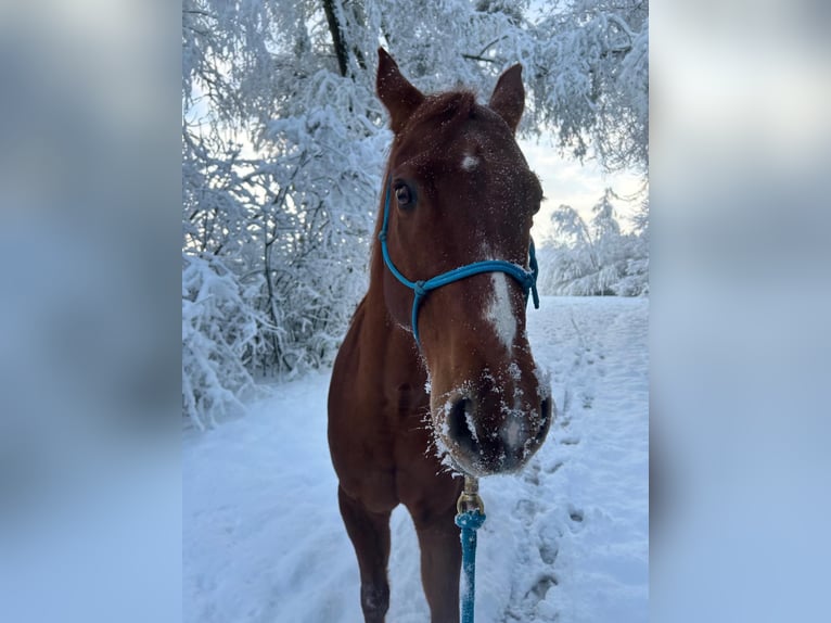 American Quarter Horse Castrone 17 Anni 149 cm Sauro in Diepoldsau