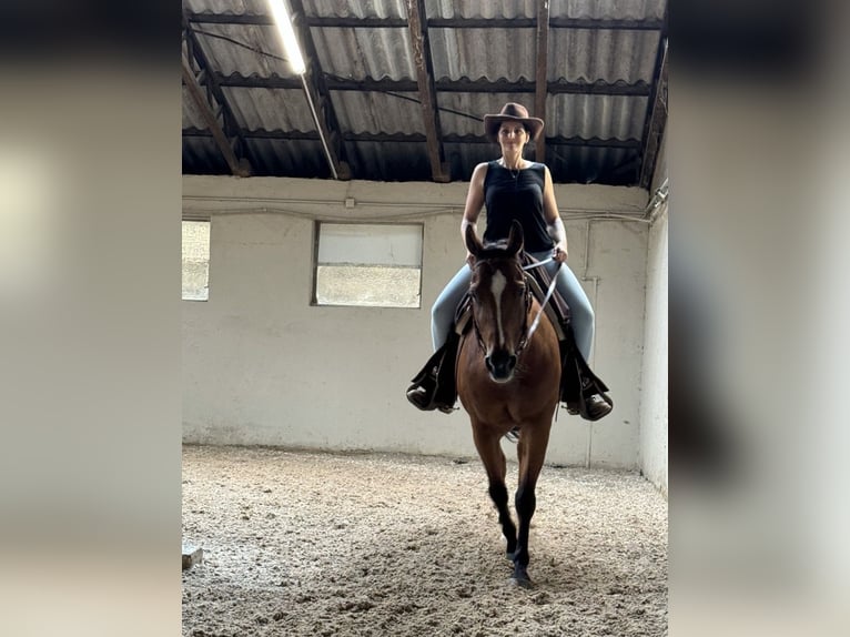 American Quarter Horse Castrone 17 Anni 150 cm Baio in PforzheimPforzheim