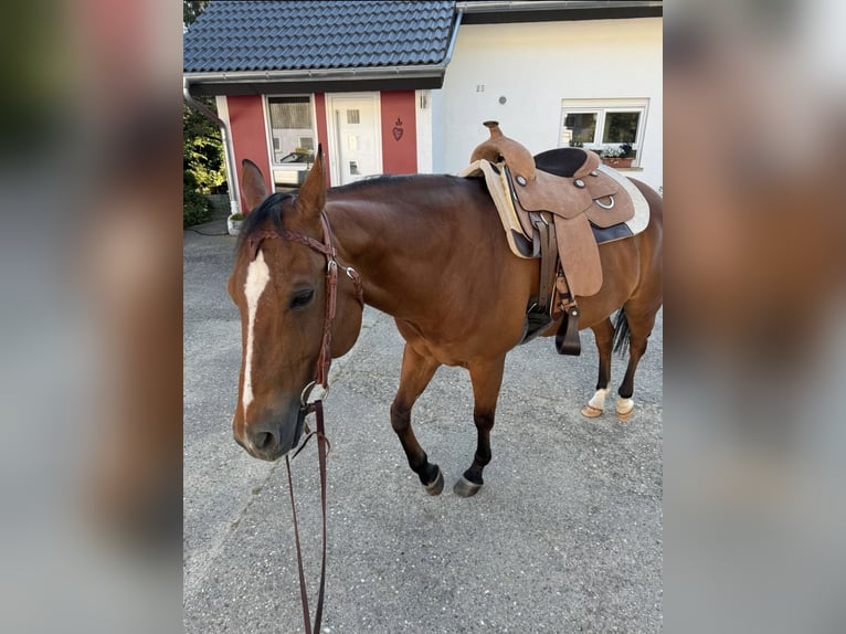 American Quarter Horse Castrone 17 Anni 150 cm Baio in PforzheimPforzheim