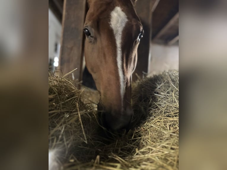 American Quarter Horse Castrone 17 Anni 150 cm Baio in PforzheimPforzheim