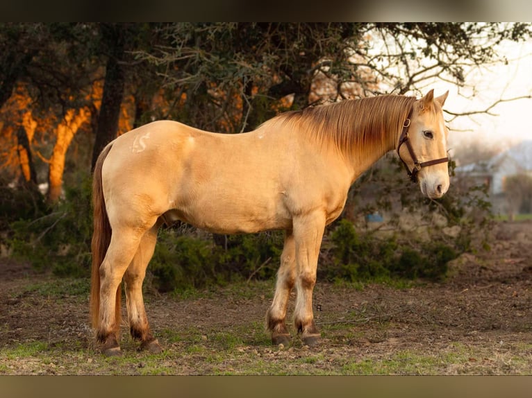American Quarter Horse Castrone 17 Anni 150 cm Champagne in Weatherford TX
