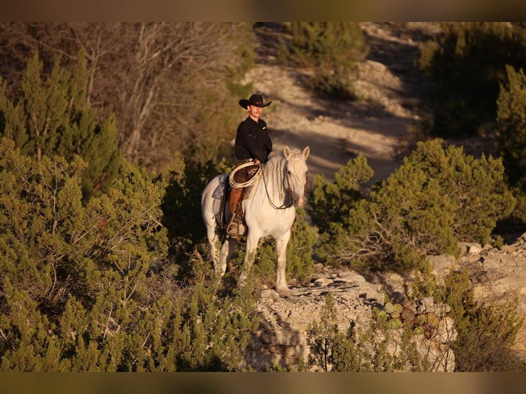American Quarter Horse Castrone 17 Anni 150 cm Grigio in Stephenville TX
