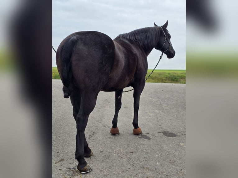 American Quarter Horse Castrone 17 Anni 150 cm Morello in Linda
