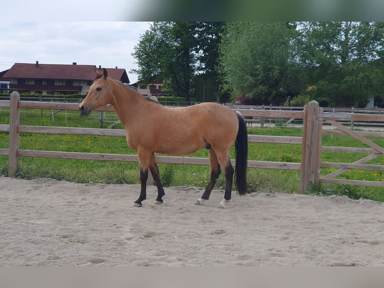 American Quarter Horse Castrone 17 Anni 150 cm Pelle di daino in Freilassing